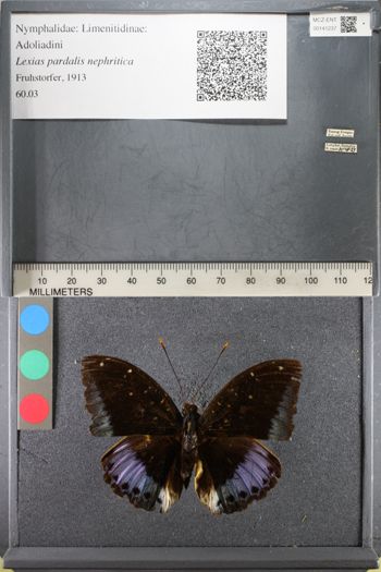 Media type: image;   Entomology 141237